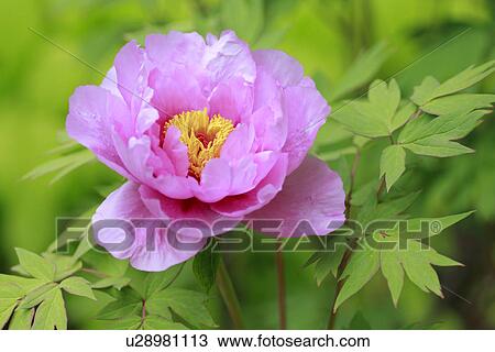 Peony, close up View Large Photo Image Stock Image - Peony, close up. Fotosearch