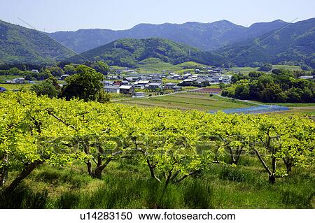 Stock Image - Persimmon farm. Fotosearch