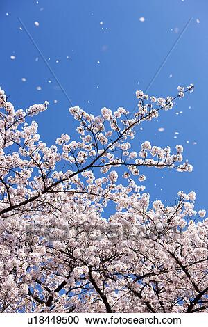 Stock Image - Petals falling from cherry blossom tree. Fotosearch