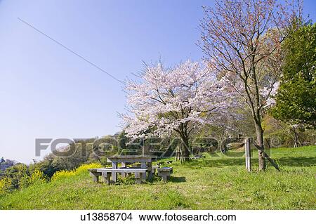 Picture - Picnic table at a park. Fotosearch