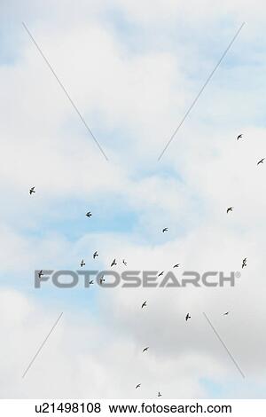 Pigeons flying in sky View Large Photo Image Stock Photo - Pigeons flying in sky. Fotosearch