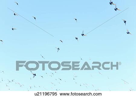 Stock Photography - Pigeons flying in sky. Fotosearch