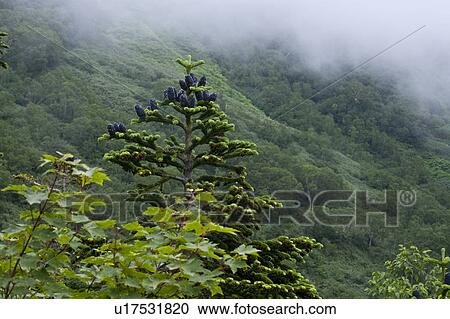 Stock Image - Pine trees. Fotosearch