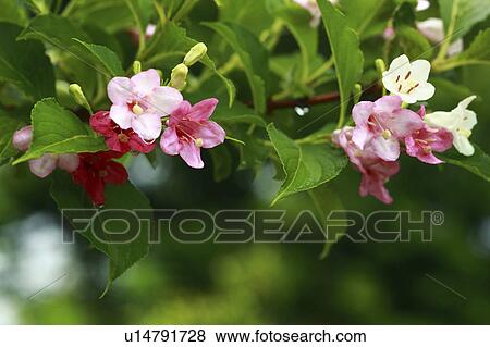 Stock Photo - Pink flowers, close up, differential focus. Fotosearch