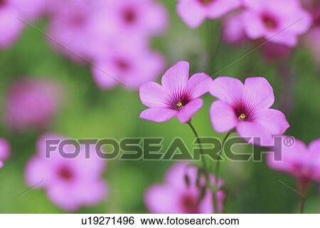 Stock Photograph - Pink flowers, close up, differential focus. Fotosearch