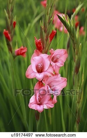 Stock Photo - Pink gladiolus, close up. Fotosearch