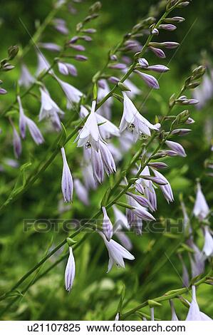 Plantain lilies, close up View Large Photo Image Stock Photography - Plantain lilies, close up. Fotosearch