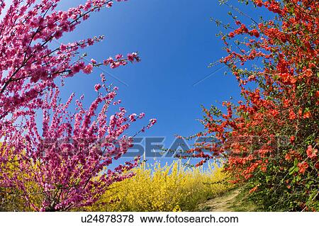 Stock Photo - Plum blossoms and Forsythia. Fotosearch