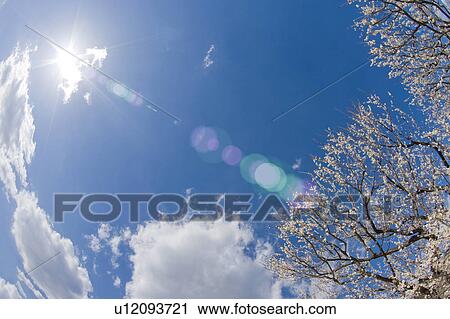 Plum blossoms and sky View Large Photo Image Stock Image - Plum blossoms and sky. Fotosearch