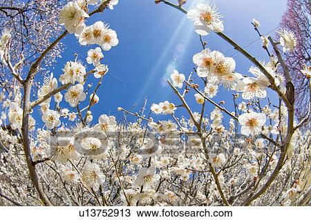 Plum blossoms, Fish -Eye Lens View Large Photo Image Stock Image - Plum blossoms, Fish -Eye Lens. Fotosearch