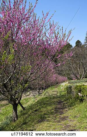 Stock Image - Plum blossoms. Fotosearch
