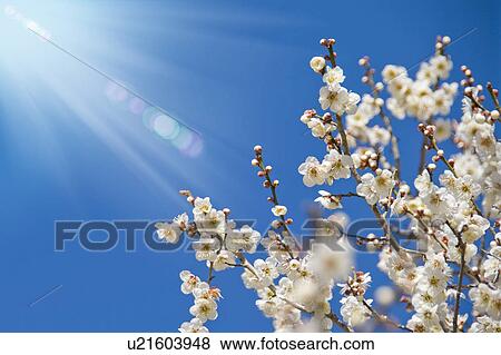 Plum blossoms View Large Photo Image Stock Photo - Plum blossoms. Fotosearch