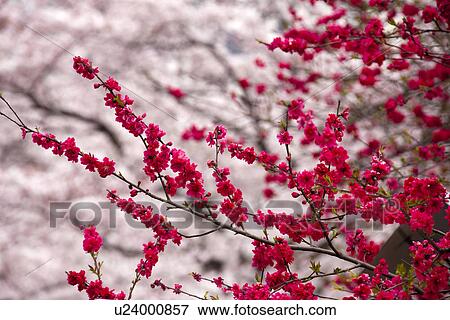 Stock Photo - Plum blossoms. Fotosearch