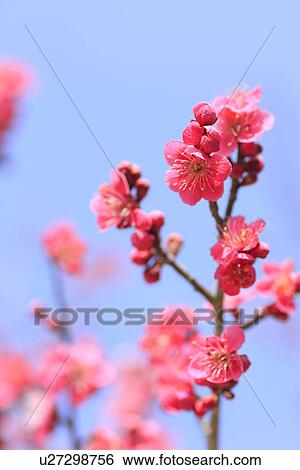 Plum flowers on branch, close up, blue background, differential focus View Large Photo Image Stock Photograph - Plum flowers on branch, close up, blue background, differential focus. Fotosearch