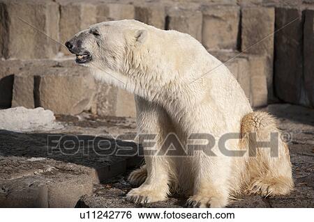 Stock Photograph - Polar bear at zoo. Fotosearch