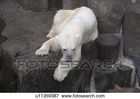 Polar bear View Large Photo Image Stock Photo - Polar bear. Fotosearch