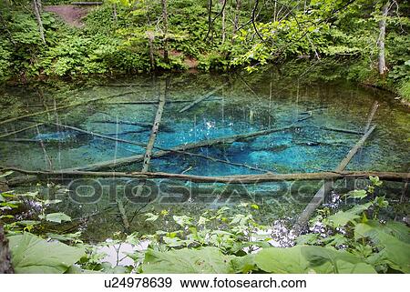 Stock Photo - Pond with fallen tree trunks. Fotosearch