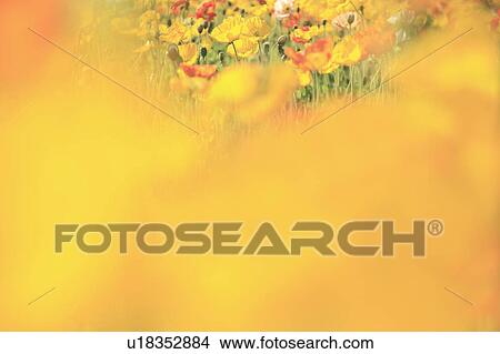Picture - Poppy field. Fotosearch