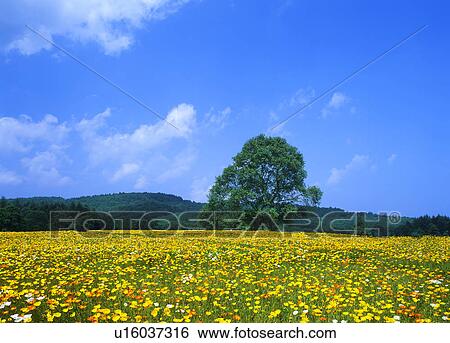 Stock Photograph - Poppy field. Fotosearch