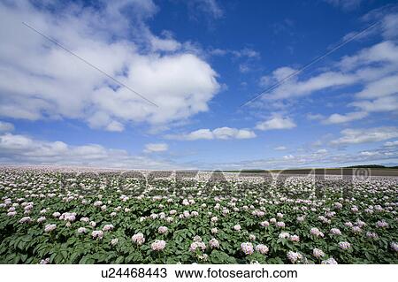 Stock Image - Potato farm. Fotosearch