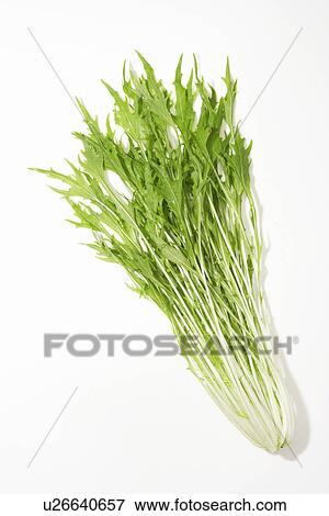 Stock Photo - Potherb Mustard. Fotosearch