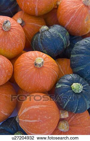 Pumpkins, close up, full frame View Large Photo Image Stock Image - Pumpkins, close up, full frame. Fotosearch