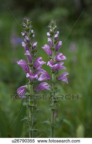 Stock Photography - Purple flowers, close up, differential focus. Fotosearch