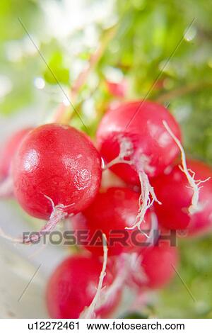 Stock Image - Radishes, close up, differential focus. Fotosearch