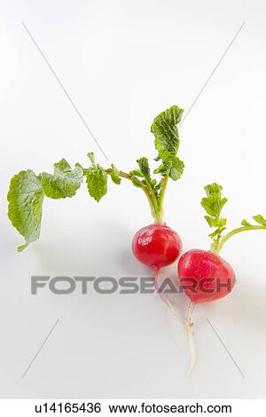 Stock Photograph - Radishes, white background. Fotosearch