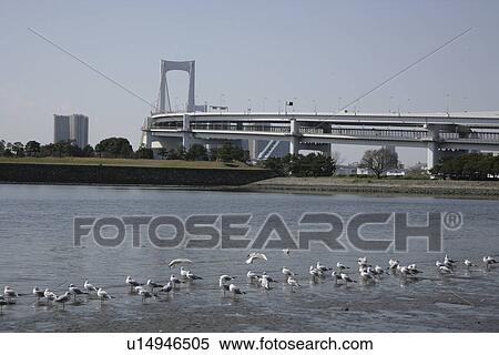 Stock Photography - Rainbow bridge, Odaiba, Tokyo Prefecture, Honshu, Japan. Fotosearch