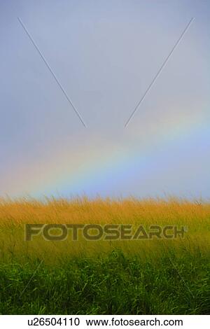 Rainbow Over Field, Hawaii, USA View Large Photo Image Stock Image - Rainbow Over Field, Hawaii, USA. Fotosearch