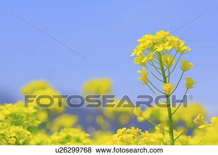Rape blossoms, close up, differential focus View Large Photo Image Stock Photo - Rape blossoms, close up, differential focus. Fotosearch