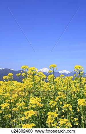 Stock Image - Rape blossoms under sky. Fotosearch