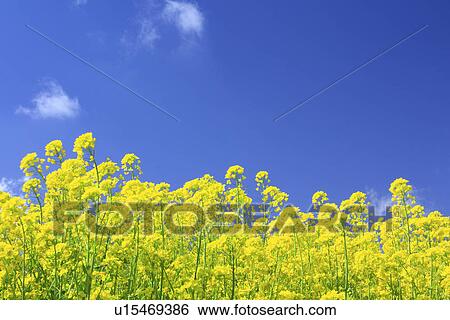 Rape blossoms under sky View Large Photo Image Stock Photograph - Rape blossoms under sky. Fotosearch