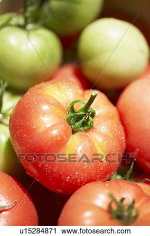 Red and green tomatoes, close up View Large Photo Image Stock Image - Red and green tomatoes, close up. Fotosearch