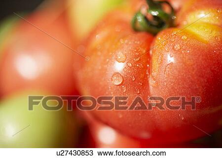 Red and green tomatoes, close up, differential focus View Large Photo Image Stock Image - Red and green tomatoes, close up, differential focus. Fotosearch
