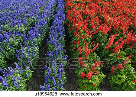 Red and purple flower field View Large Photo Image Stock Photo - Red and purple flower field. Fotosearch