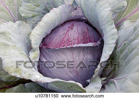 Stock Image - Red cabbage, close up. Fotosearch