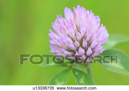 Red clover flower, close up, differential focus View Large Photo Image Stock Photography - Red clover flower, close up, differential focus. Fotosearch