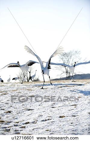 Stock Image - Red-crowned Crane (Grus japonensis). Fotosearch