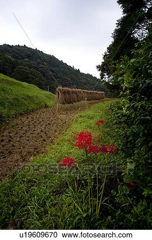 Stock Image - Red flowers and crops being dried in fields. Fotosearch