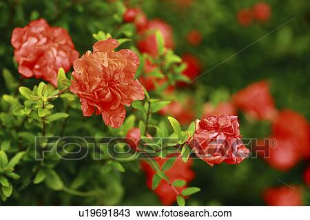 Stock Image - Red flowers, close up, differential focus. Fotosearch