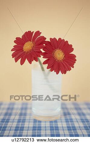 Red gerbera daisies in a vase View Large Photo Image Stock Image - Red gerbera daisies in a vase. Fotosearch