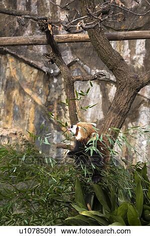 Red Panda, Lesser Panda (Ailurus fulgens) View Large Photo Image Stock Image - Red Panda, Lesser Panda (Ailurus fulgens). Fotosearch