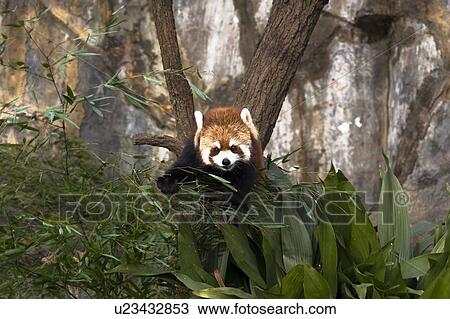 Red Panda, Lesser Panda (Ailurus fulgens) View Large Photo Image Stock Image - Red Panda, Lesser Panda (Ailurus fulgens). Fotosearch