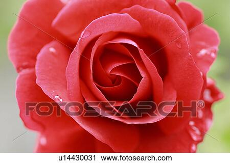 Red rose, close up View Large Photo Image Stock Image - Red rose, close up. Fotosearch