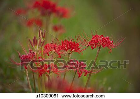 Stock Image - Red Spider Lilies. Fotosearch