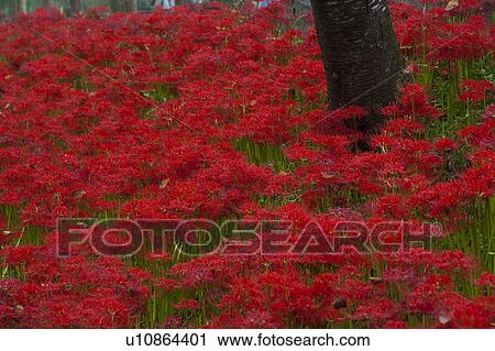 Stock Image - Red Spider Lilies. Fotosearch