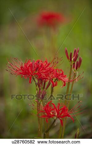 Red Spider Lilies View Large Photo Image Stock Image - Red Spider Lilies. Fotosearch