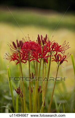 Stock Photo - Red Spider Lilies. Fotosearch
